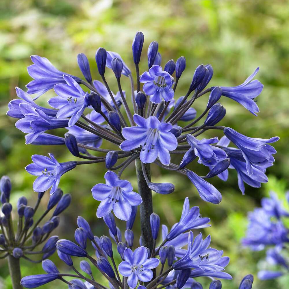 Skærmlilje 'Black Buddhist'